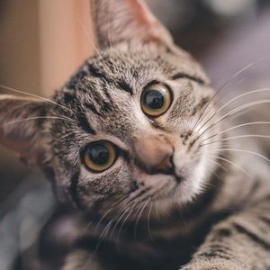 Meet your Posher, Kat